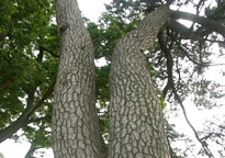 Boongye Pine Tree