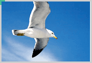 County Bird: Seagull