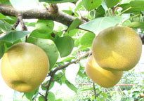 Aphae Pear 