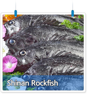 Shinan Rockfish