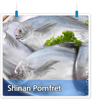 Shinan Pomfret