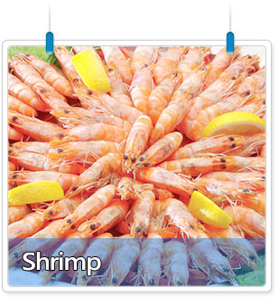 White Shrimp