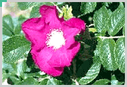 County Flower: Rosa rugosa