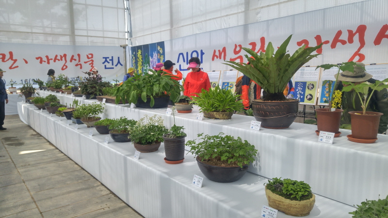 새우란 전시 사진