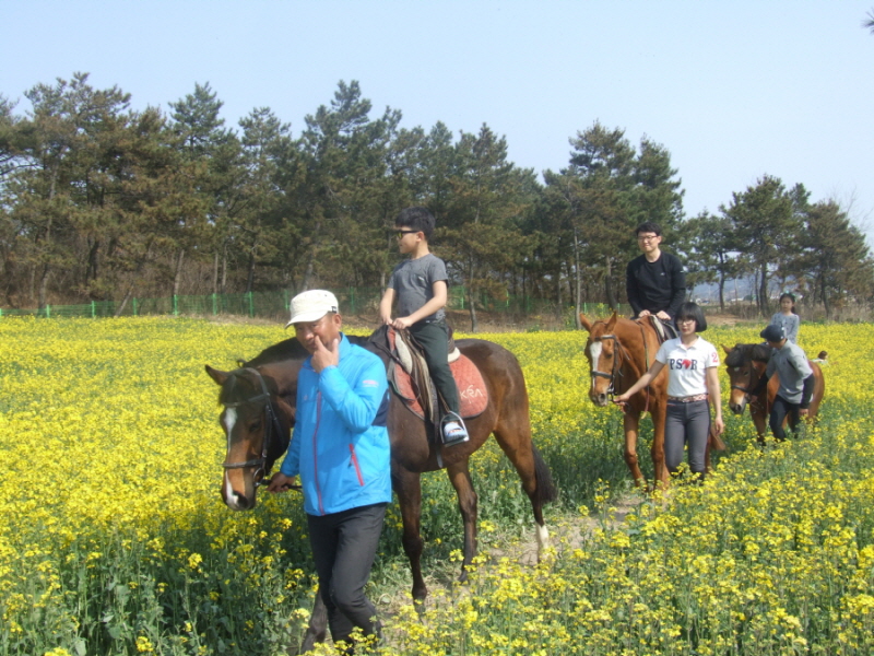 유채꽃밭 승마체험 사진