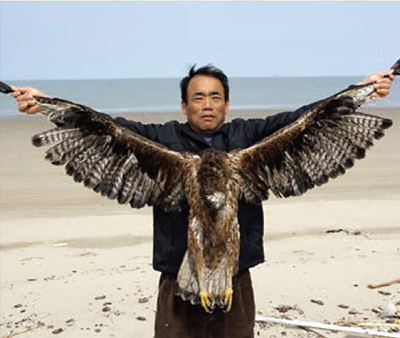 흰배줄무늬수리(박화진 최초발견자)