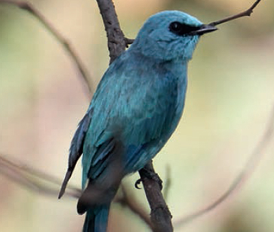 파랑딱새(2005년 홍도)