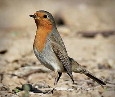 꼬까울새(2006년 홍도)