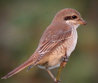 붉은등때까치(2004년 흑산)