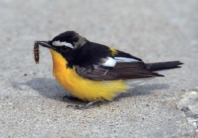 흰눈썹황금새(ⓒ고경남)