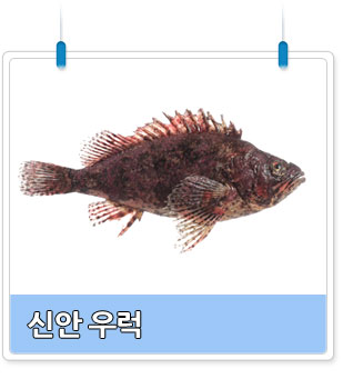 신안 우럭