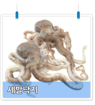 신안 뻘낙지