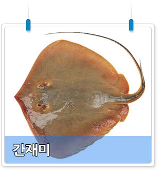 간재미
