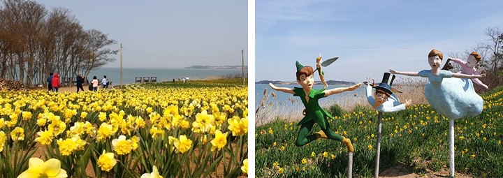 수선화축제 이미지