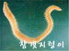 참갯지렁이