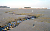대율리 갯벌