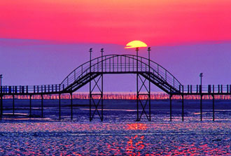 증도 짱뚱어다리