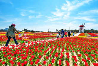 임자도 튤립축제