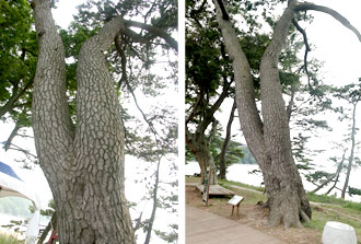 자은도 분계 해송숲