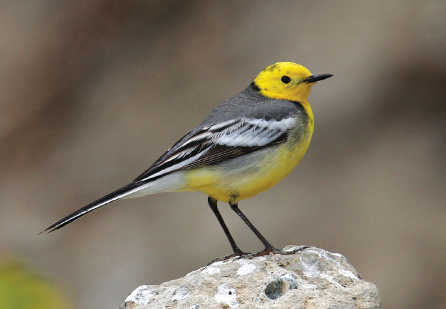 노랑머리할미새