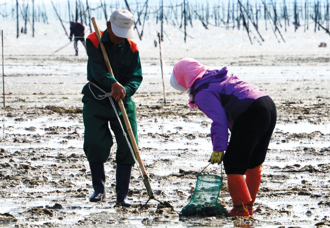 Residents collecting seashells