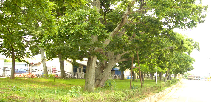 도창리 노거수림