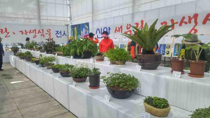 새우란 전시 사진