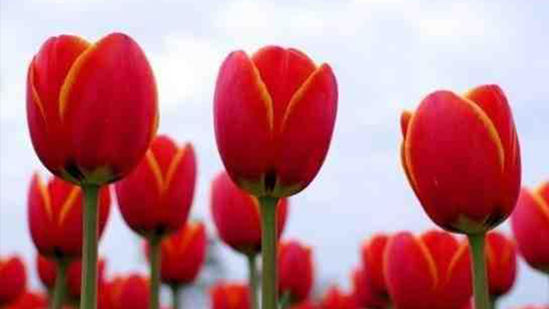 튤립 정보관 사진