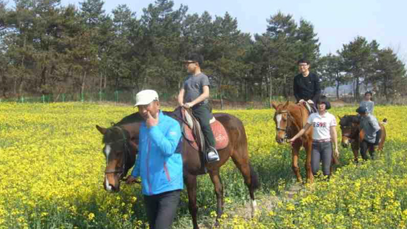 유채꽃밭 승마체험 사진