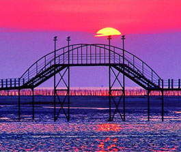 증도 짱뚱어다리