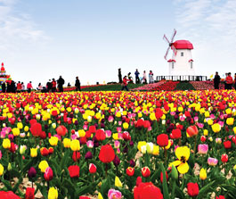 임자도 신안튤립축제