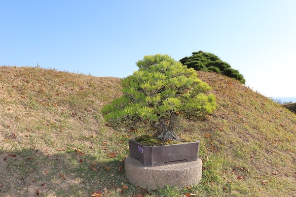 곰솔