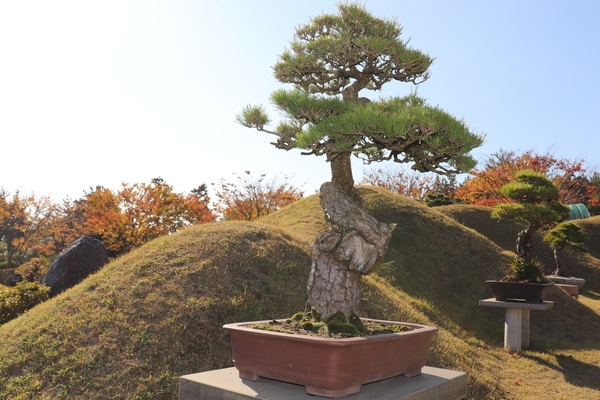 곰솔