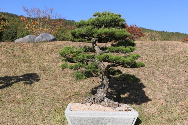 곰솔