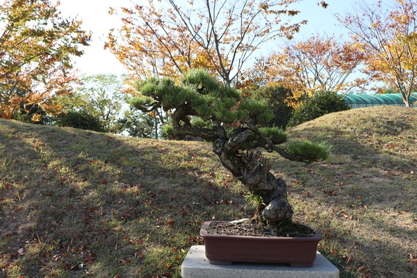 곰솔