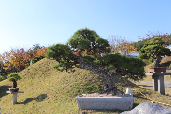 곰솔