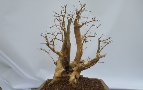 괴불나무 294-003