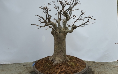 느티나무 294-012