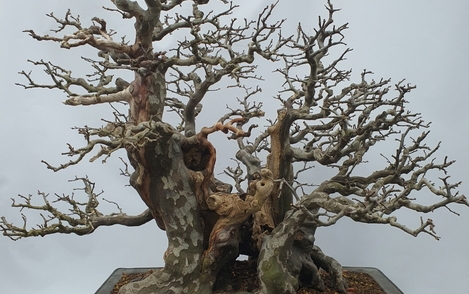 모과나무 294-039