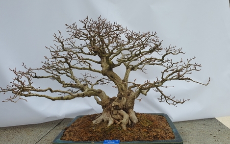 소사나무 294-166