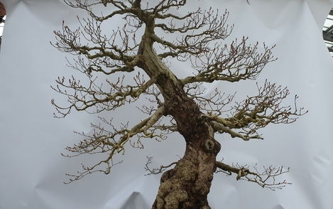 소사나무 294-175