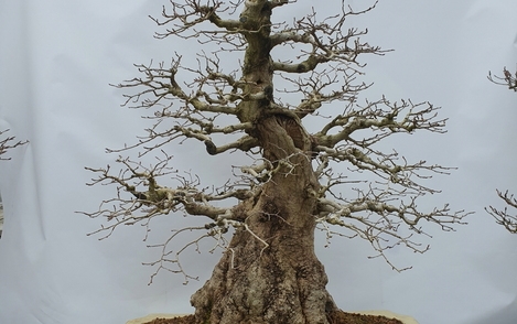 소사나무 294-178