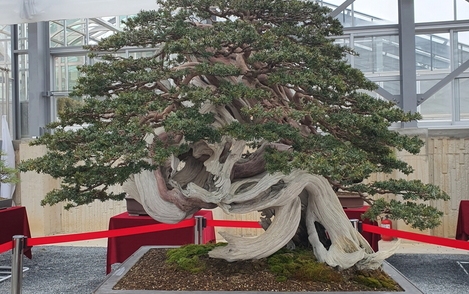 주목나무 294-198