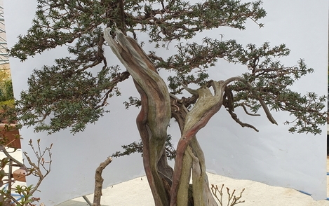 주목나무 294-218