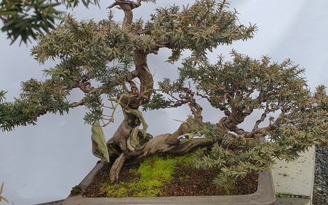 주목나무 294-223