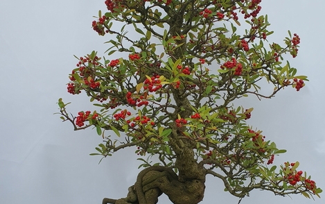 피라칸타 구-118