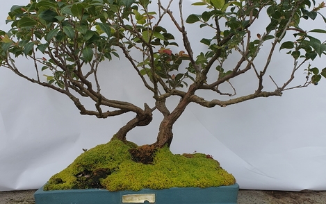 정금나무 구-248