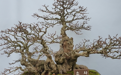 소사나무 구-252