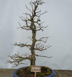 사용자 이미지 구-254 노아시.jpg