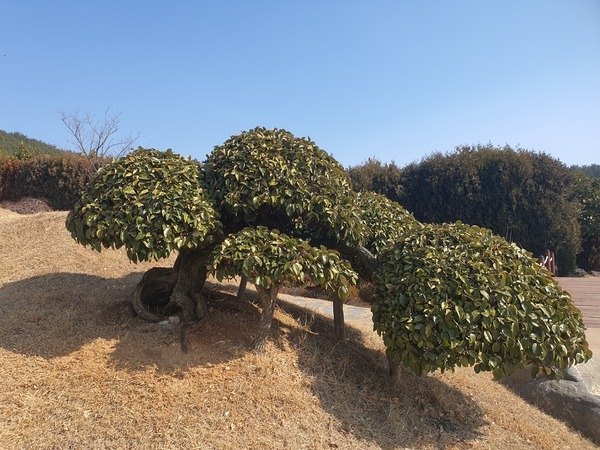 사철보리수